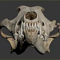 Detailed Close Up Animal Skull Skeleton With Jaw Teeth And Bone Structure 3d model