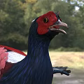 Colorful Bird With Red Head Black Body And Red White Wings In Natural Habitat