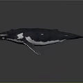 Detailed 3D Whale Model With Open Mouth Dark Body And White Underbelly