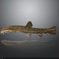 Spotted Freshwater Fish With Slender Body Whiskers And Gray Background Reflection