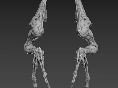 Alien Creature Leg Structure With Skeletal Design Long Thin Joints Gray Color And Monochrome Background 3d model