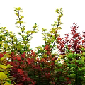 Colorful Shrubs With Red And Green Leaves Under Starry Night Sky