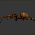 Brown Spider With Large Body And Textured Legs On Gray Gradient Background