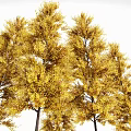 Autumn Arbor Trees With Vibrant Yellow Leaves In Natural Landscape