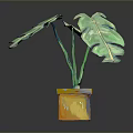 Monstera Plant With Large Green Split Leaves In Yellow Orange Painted Square Pot