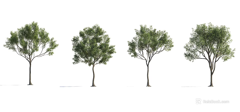 Four Slender Trunk Trees With Lush Green Foliage Arranged In A Row Against White Background 3d model 