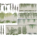 Different Types of Green Vines Growing on Wall and Hanging Decorative Plants