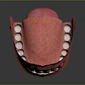 Oral Organs Detailed View Of Open Mouth With White Teeth Pink Tongue And Gums