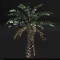 3D Rendered Palm Tree With Thorny Trunk And Feathery Leaves On Dark Background