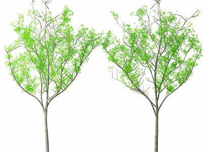 The Modern Tree model