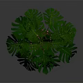 Monstera Plant With Large Green Leaves In Orange Decorative Ceramic Pot