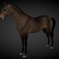 Detailed Realistic Brown Horse Standing in Full View with Gray Background
