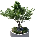 Lush Green Bonsai Plant In Round Pot With Stones And Grass Decoration