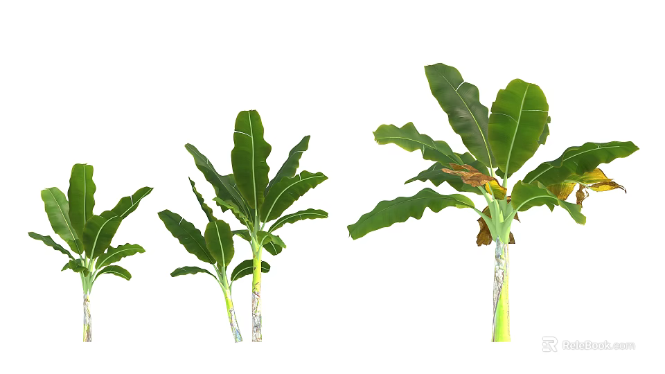 Healthy Banana Trees With Various Sizes And Lush Green Leaves 3d model 