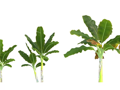 Healthy Banana Trees With Various Sizes And Lush Green Leaves 3d model