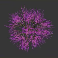 Vibrant Pink Flowering Tree With Brown Branches And Pink Blossoms On Dark Background