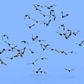 Flock of birds soaring against blue sky background in mid air