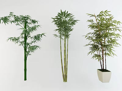 Different Bonsai Bamboo Potted Plants with Green Foliage and Stem Variations 3d model