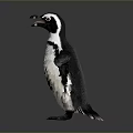 Realistic Black And White Penguin Standing With Open Wings On Gray Reflective Background