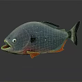 Piranha Fish With Sharp Teeth Blue Body Silver Shimmer Black Fins And Red Underbelly