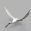 Flying White Bird With Spread Wings Long Beak And Gray Background