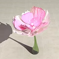 Blooming Pink Flower in Green Vase on Light Colored Tiled Floor with Shadow