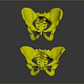 Two Human Pelvis Anatomical Organ Models On Black Background With Reflection 3d model