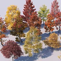 Colorful Deciduous Trees With Various Shapes Sizes And Vibrant Seasonal Foliage