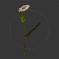 Daisy Plant With White Pink Rimmed Petals Green Stem And Leaves
