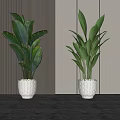 Large Potted Plants In White Perforated Pots On Marble Floor With Striped Wall And Gold Accent
