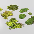 Various Natural Green Moss Varieties With Different Shapes And Textures