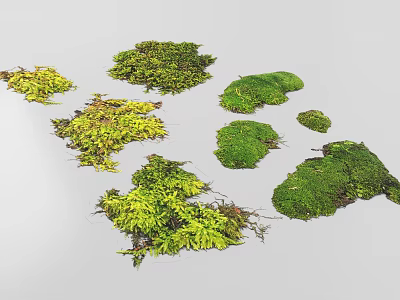Various Natural Green Moss Varieties With Different Shapes And Textures 3d model