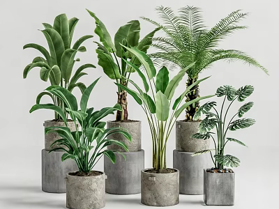 Various Types of Green Potted Plants in Gray Concrete Pots with White Background 3d model
