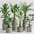 Various Types of Green Potted Plants in Gray Concrete Pots with White Background