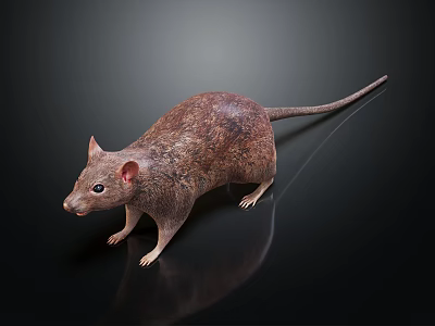 Detailed Brown Furry Rat With Long Tail On Black Background Showing Reflection 3d model
