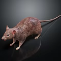 Detailed Brown Furry Rat With Long Tail On Black Background Showing Reflection