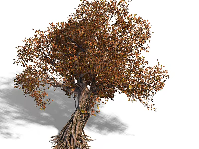 Tall Deciduous Tree with Thick Trunk Exposed Roots and Orange Yellow Leaves Casting Shadow 3d model