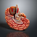 head structure head planer face human head planer face human brain planer face head structure brain structure human head structure 3d model