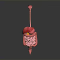 Human Organs And Hair Structure 3D Model Display With Liver Intestines And Teeth