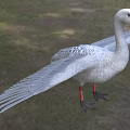 Grayish White Goose With Spread Wings In Outdoor 3d model