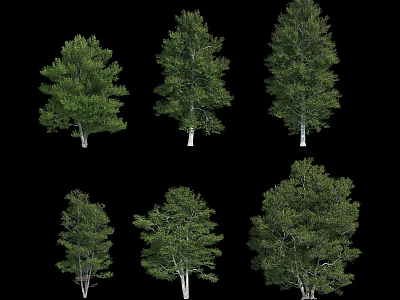 Arbor Trees Showcasing Green Foliage And Various Growth Forms On Black Background 3d model