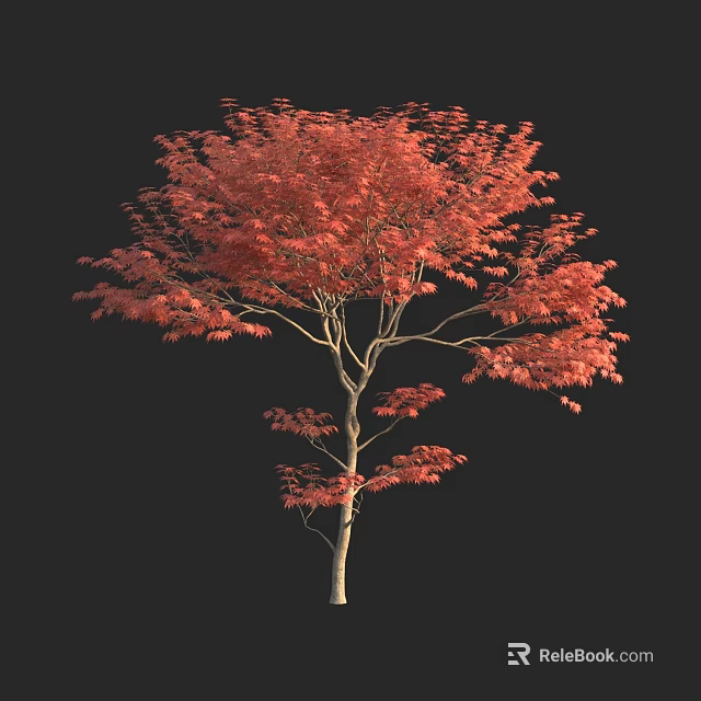 Vibrant Red Leaf Ornamental Tree With Lush Foliage And Single Stem Structure 3d model 