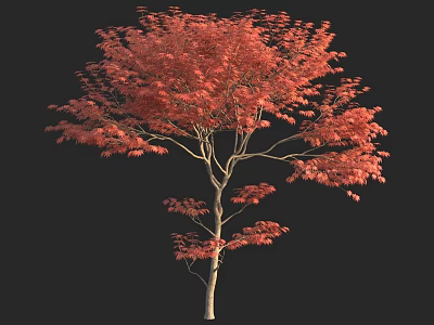 Vibrant Red Leaf Ornamental Tree With Lush Foliage And Single Stem Structure 3d model