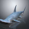Lifelike Blue Shark Model With Smooth Glossy Surface In Dark Reflective Background 3d model