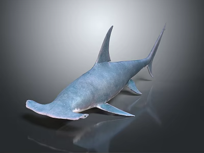 Lifelike Blue Shark Model With Smooth Glossy Surface In Dark Reflective Background 3d model