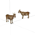 Two Brown Goats Standing Side By Side With Horns On White Background 3d model
