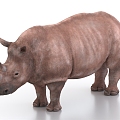 rhinoceros animal 3d model