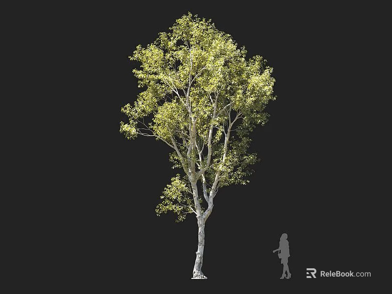 Tall Arbor With Green Leaves And Spreading Branches Next To Person Silhouette 3d model 