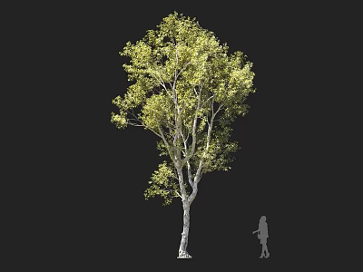 Tall Arbor With Green Leaves And Spreading Branches Next To Person Silhouette 3d model
