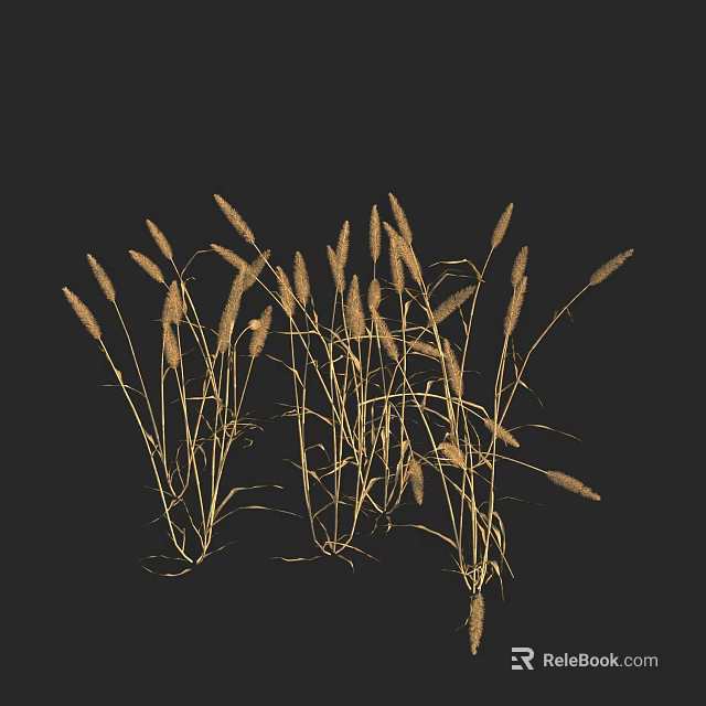 Golden Dry Grass With Long Stems And Seed Heads On Black Background 3d model 